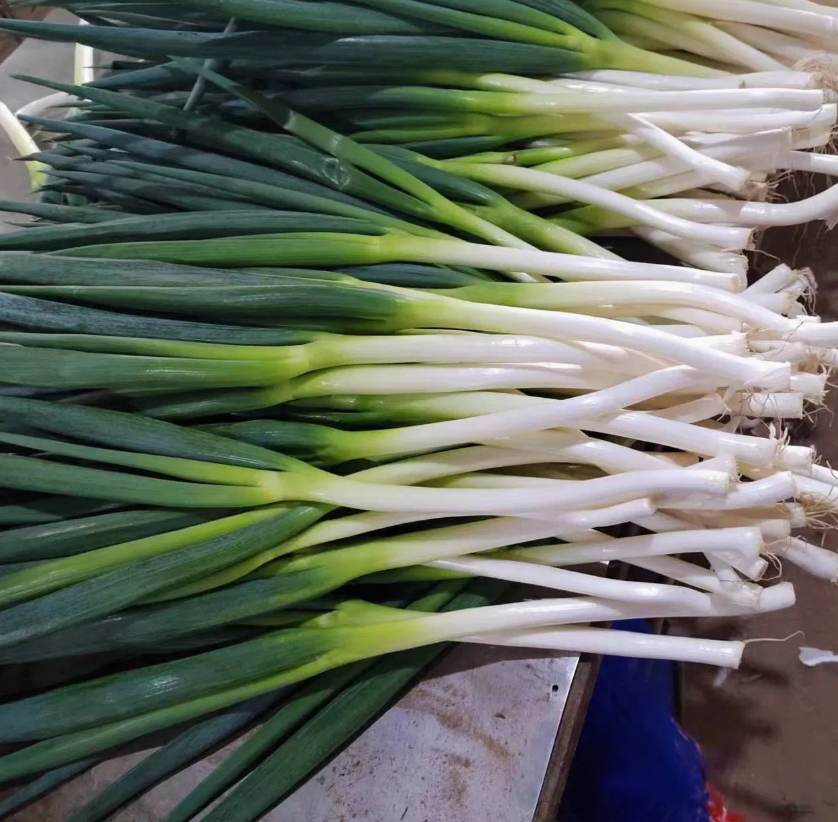 Export Natural Great Value Chinese Shandong Long Fresh Green Onion